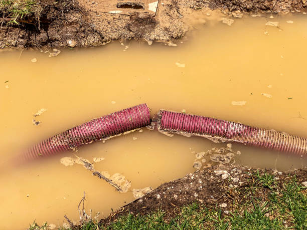 Best Carpet water damage restoration  in Belville, NC